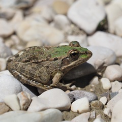 Pelophylax kurtmuelleri