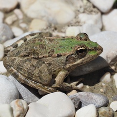 Pelophylax kurtmuelleri