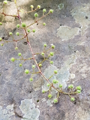 Rubus grandifolius (Rubus grandifolius)