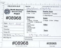 Strobilurus occidentalis