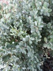 Buxus colchica