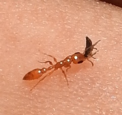 Pseudomyrmex pallidus