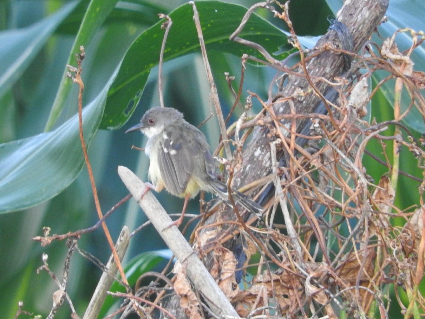 Bar-winged Prinia (Prinia familiaris), photo 8