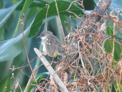 Prinia familiaris