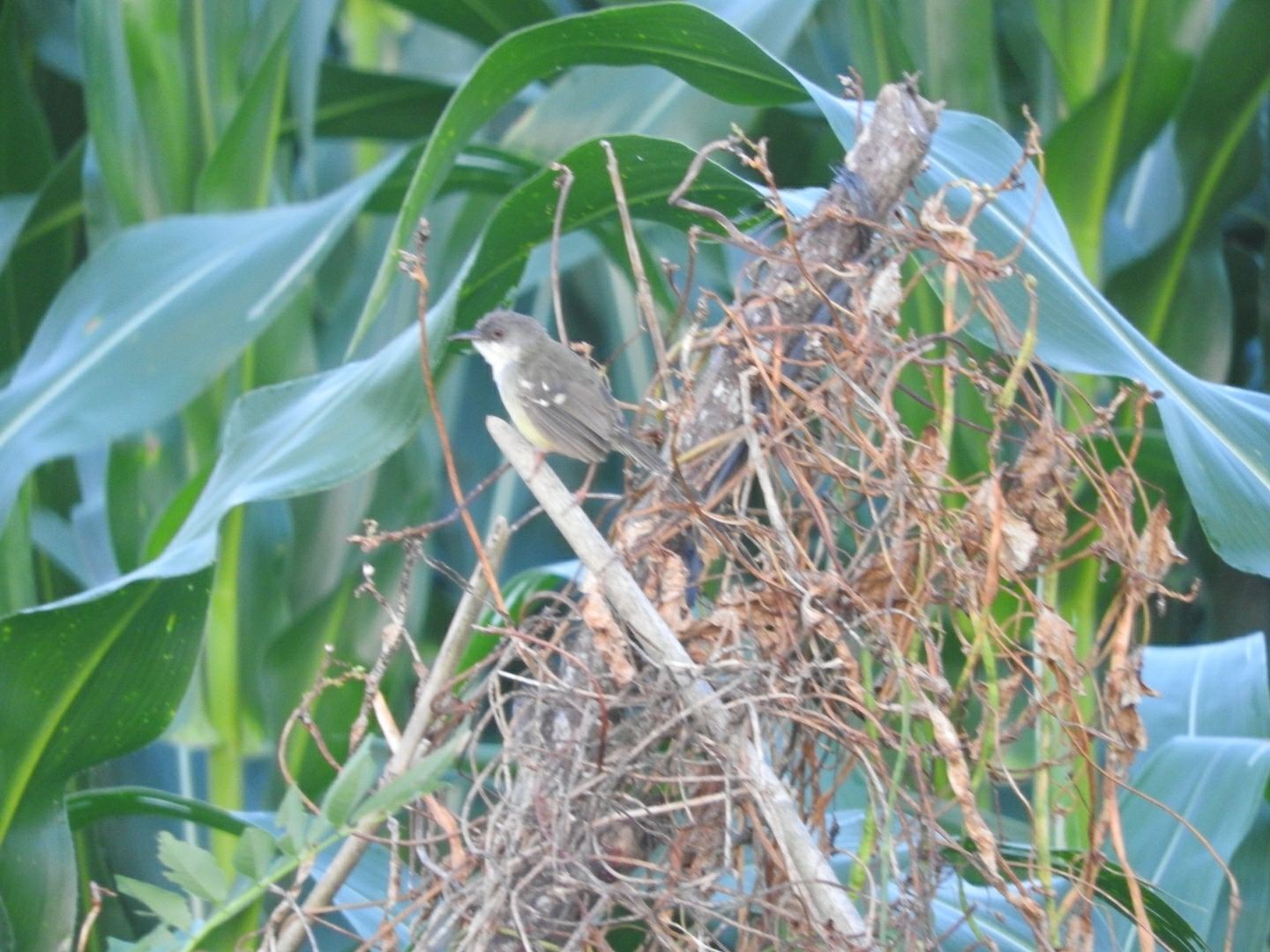 Bar-winged Prinia (Prinia familiaris), photo 9