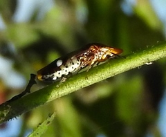 Homalodisca ichthyocephala