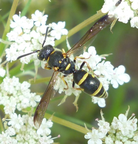 Parancistrocerus pedestris