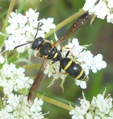 Parancistrocerus pedestris