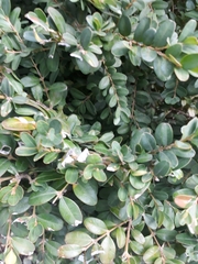 Buxus