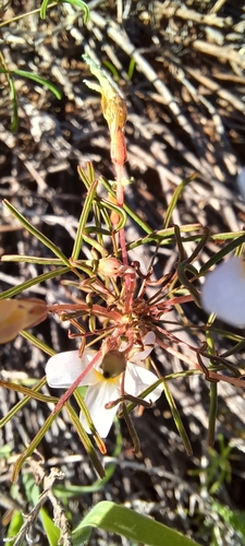 Image of Minileaf Sorrel (Oxalis burkei) by (c) Danie Palm, some rights reserved (CC BY)