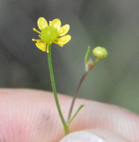 Image of Ranunculus laxicaulis by (c) Dan Johnson, some rights reserved (CC BY)