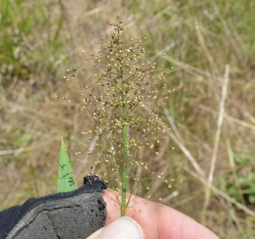 Image of Dichanthelium spretum by (c) Dan Johnson, some rights reserved (CC BY)