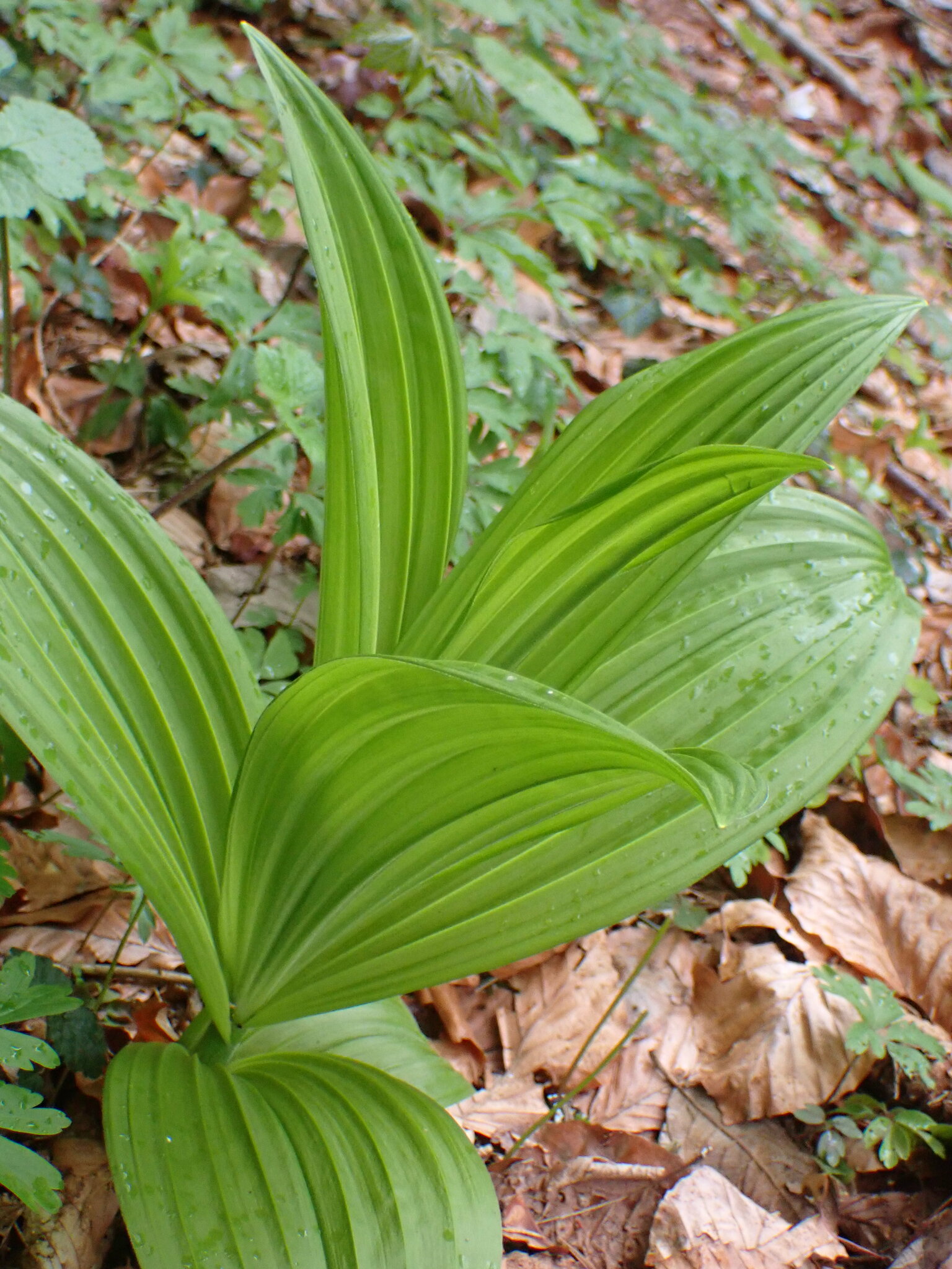 Veratrum album L.