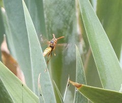 Polistes aurifer