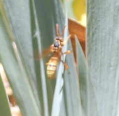 Polistes aurifer