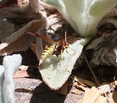 Polistes aurifer