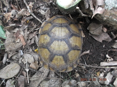 Terrapene carolina mexicana