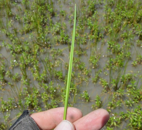 Image of Eleocharis quadrangulata by (c) Dan Johnson, some rights reserved (CC BY)