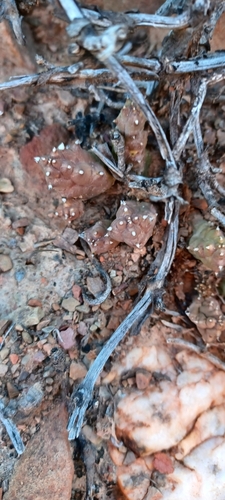 Ceropegia caespitosa