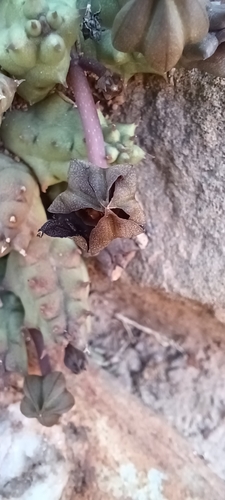 Ceropegia caespitosa