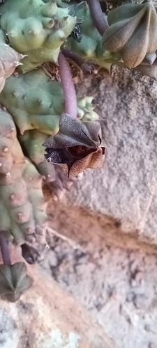 Ceropegia caespitosa