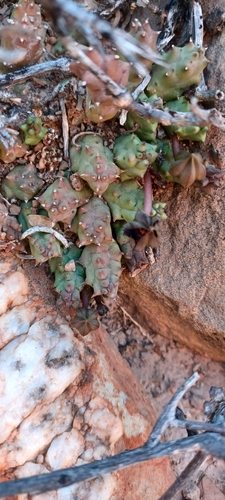 Ceropegia caespitosa