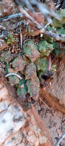 Ceropegia caespitosa