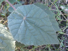 Abutilon parishii