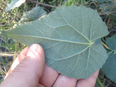 Abutilon parishii