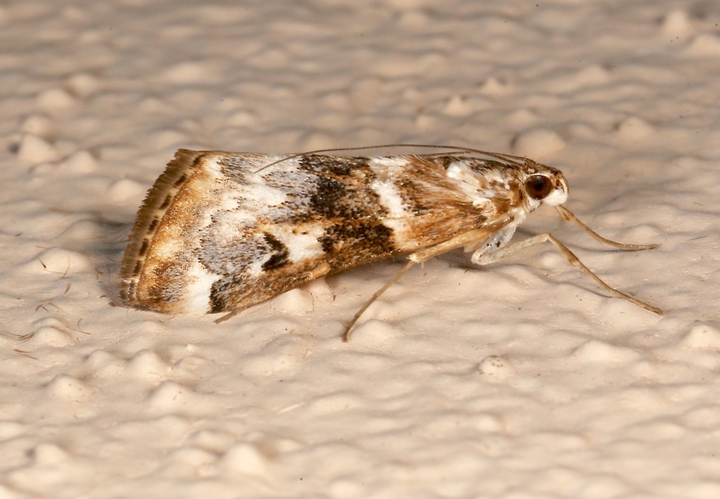 Loxostege kearfottalis