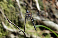 Helocordulia selysii