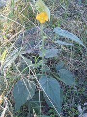 Abutilon parishii