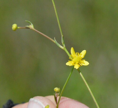 Image of Ranunculus laxicaulis by (c) Dan Johnson, some rights reserved (CC BY)