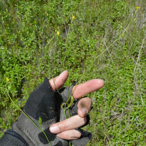 Image of Ranunculus laxicaulis by (c) Dan Johnson, some rights reserved (CC BY)