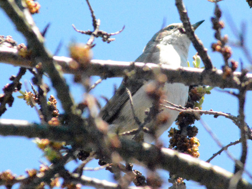 Curruca zarcerilla (Curruca curruca)
