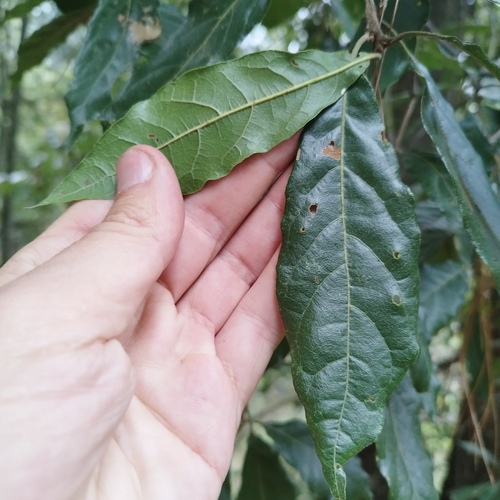 Quercus laurina