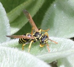 Polistes dominula