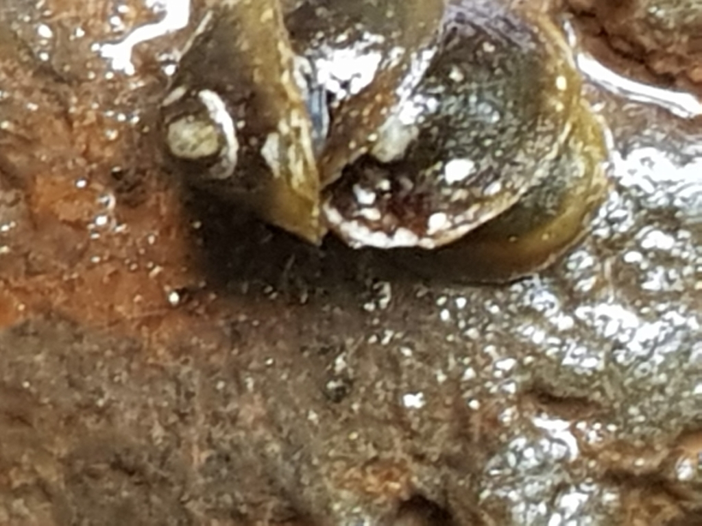 Ancylus aduncus