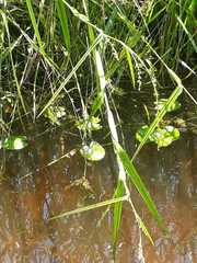 Sagittaria guayanensis