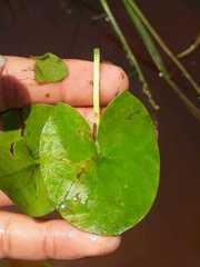 Sagittaria guayanensis