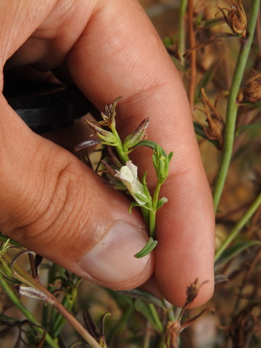 Image of Misopates calycinum by (c) Duarte Frade, some rights reserved (CC BY)