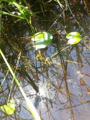 Sagittaria guayanensis