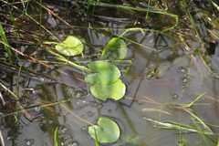 Sagittaria guayanensis