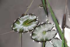 Sagittaria guayanensis