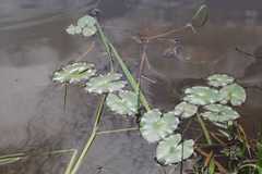Sagittaria guayanensis