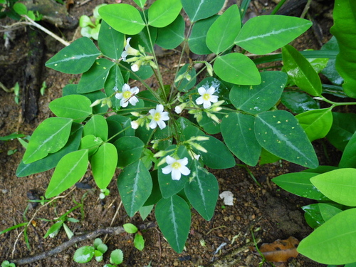 Oxalis barrelieri iNat (2)
