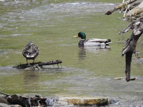 Mallard photographed in Pennsylvania