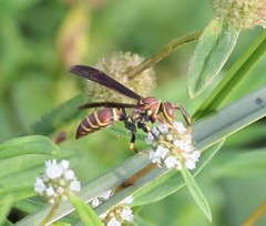 Polistes bahamensis