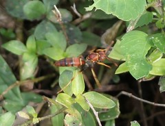 Polistes bahamensis