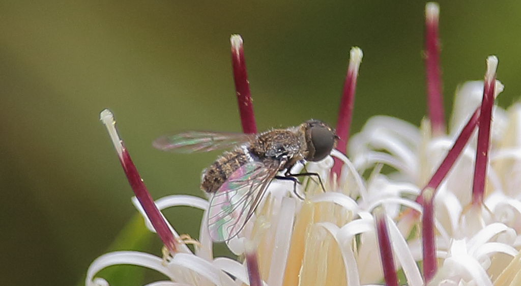 Diplocampta